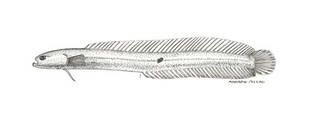 To NMNH Extant Collection (Microdesmus floridanus P13580 illustration)