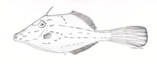 To NMNH Extant Collection (Alutera ventralis P00422 illustration)