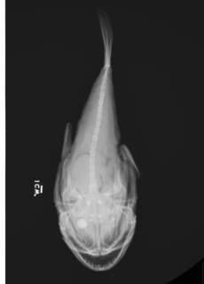 To NMNH Extant Collection (Lophiodes infrabrunneus USNM 70265 holotype radiograph dorsal view)