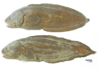 To NMNH Extant Collection (Oligopus diagrammus USNM 204061 photograph lateral view 2 larger specimens)