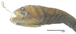 To NMNH Extant Collection (Idiacanthus antrostomus USNM 385851 photograph lateral view close up head)