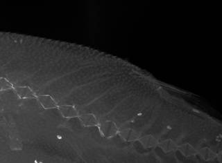 To NMNH Extant Collection (Contusus richei USNM 39685 radiograph predorsal area close up)