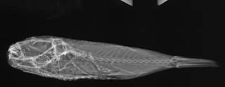 To NMNH Extant Collection (Torquigener brevipinnis USNM 56120 radiograph lateral view)