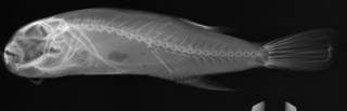 To NMNH Extant Collection (Takifugu exascurus USNM 71691 radiograph lateral view)