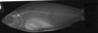 To NMNH Extant Collection (Cyphocharax voga USNM 232215 nontype radiograph lateral view)