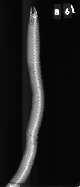 To NMNH Extant Collection (Neoconger mucronatus USNM 861 lectotype 2 of 2 radiograph lateral view)