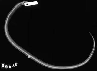 To NMNH Extant Collection (Ophichthys xysturus USNM 29642 syntype radiograph lateral view)