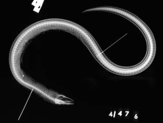To NMNH Extant Collection (Ophichthus evionthas USNM 41476 type radiograph lateral view)