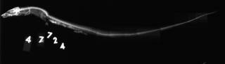 To NMNH Extant Collection (Promyllantor alcocki USNM 47724 type radiograph lateral view)