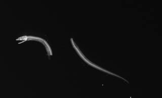 To NMNH Extant Collection (Lycodontis albimentis USNM 49527 type radiograph lateral view)