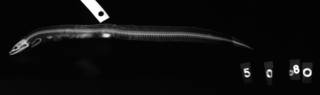 To NMNH Extant Collection (Muraena lampra USNM 50680 type radiograph lateral view)