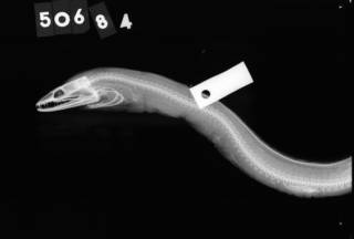 To NMNH Extant Collection (Muraena kauila USNM 50684 type 1 of 2 radiograph lateral view)