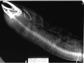To NMNH Extant Collection (Gymnothorax xanthostomus USNM 50869 type 1 of 4 radiograph lateral view)