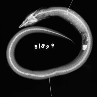 To NMNH Extant Collection (Brachysomophis henshawi USNM 51399 holotype radiograph lateral view)