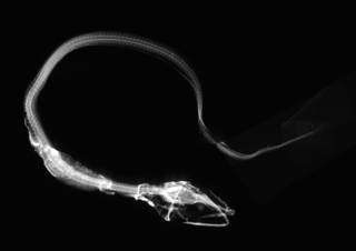 To NMNH Extant Collection (Rhechias arminger USNM 84097 type 1 of 2 radiograph lateral view)