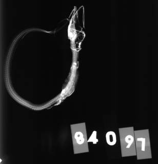 To NMNH Extant Collection (Rhechias arminger USNM 84097 type 2 of 2 radiograph lateral view)