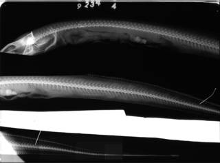 To NMNH Extant Collection (Bathycongrus stimpsoni USNM 92344 holotype radiograph lateral view)