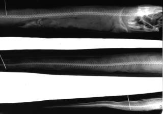 To NMNH Extant Collection (Silvesterina parvibranchialis USNM 92346 type radiograph lateral view)