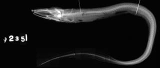 To NMNH Extant Collection (Uranoconger odontostomus USNM 92351 type radiograph lateral view)