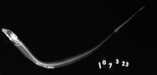 To NMNH Extant Collection (Promyllantor schmitti USNM 107323 type radiograph lateral view)
