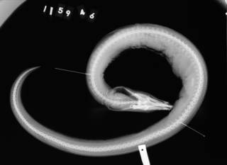 To NMNH Extant Collection (Brachysomophis sauropsis USNM 115946 holotype radiograph lateral view)