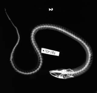 To NMNH Extant Collection (Ophisternon bengalense USNM 135196 nontype radiograph lateral view)