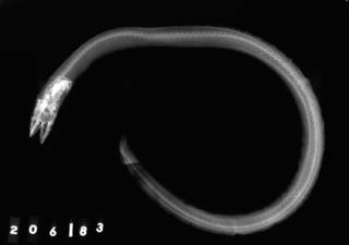 To NMNH Extant Collection (Pythonichthys asodes USNM 206183 holotype radiograph lateral view)