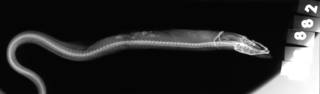 To NMNH Extant Collection (Acromycter atlanticus USNM 158882 holotype radiograph lateral view)