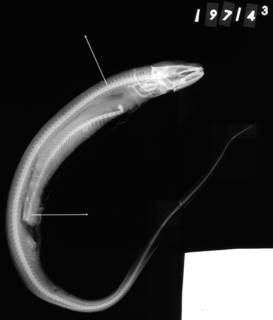 To NMNH Extant Collection (Rhechias polypora USNM 197143 holotype radiograph lateral view)