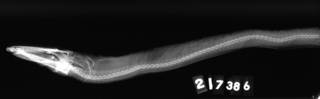 To NMNH Extant Collection (Xenomystax congroides USNM 217386 holotype radiograph lateral view)