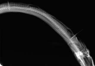 To NMNH Extant Collection (Xenomystax austinus USNM 198746 holotype radiograph lateral view)