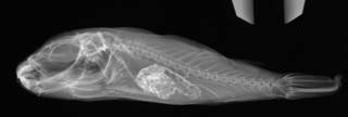 To NMNH Extant Collection (Sphoeroides rosenblatti USNM 81545 radiograph lateral view)