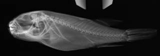 To NMNH Extant Collection (Takifugu bimaculatus USNM 86088 radiograph lateral view)