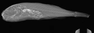 To NMNH Extant Collection (Takifugu vermicularis USNM 143397radiograph lateral view)