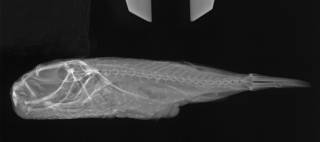 To NMNH Extant Collection (Torquigener hypselogeneion USNM 151036 radiograph lateral view)