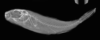 To NMNH Extant Collection (Takifugu snyderi USNM 151792 radiograph lateral view)