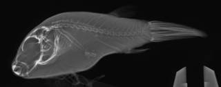 To NMNH Extant Collection (Arothron immaculatus USNM 168455 radiograph lateral view)