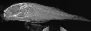 To NMNH Extant Collection (Torquigener hypselogeneion USNM 168627 radiograph lateral view)