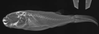To NMNH Extant Collection (Tetraodon mbu USNM 175429 radiograph lateral view)