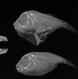 To NMNH Extant Collection (Feroxodon multistriatus USNM 270717 radiograph lateral view, 2 small specimens)