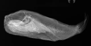 To NMNH Extant Collection (Feroxodon multistriatus USNM 270717 radiograph lateral view, larger specimen)