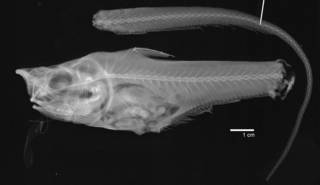 To NMNH Extant Collection (Lionurus cetonuropsis holotype USNM 76869 radiograph)