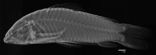 To NMNH Extant Collection (Hoplosternum stevardii USNM 5944 type radiograph lateral)