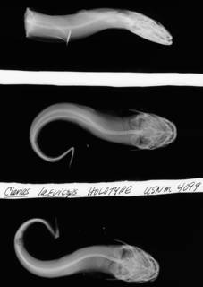 To NMNH Extant Collection (Clarias laeviceps USNM 4099 holotype radiograph ventral view)