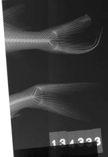 To NMNH Extant Collection (Arius melanopus USNM 134333 radiograph lateral view)