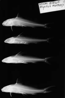 To NMNH Extant Collection (Mystus mukherji USNM 205615 paratype 1 of 3 radiograph lateral view)