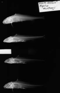 To NMNH Extant Collection (Mystus mukherji USNM 205615 paratype 2 of 3 radiograph lateral view)