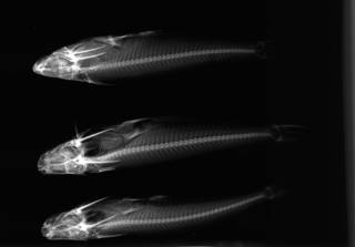 To NMNH Extant Collection (Auchenipterus nuchalis USNM 347166 1 of 2 radiograph lateral view)