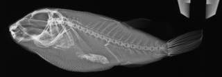 To NMNH Extant Collection (Sphoeroides georgemilleri USNM 289362 radiograph lateral view)