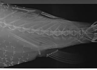 To NMNH Extant Collection (Pelagocephalus marki USNM 300444 radiograph close up caudal)